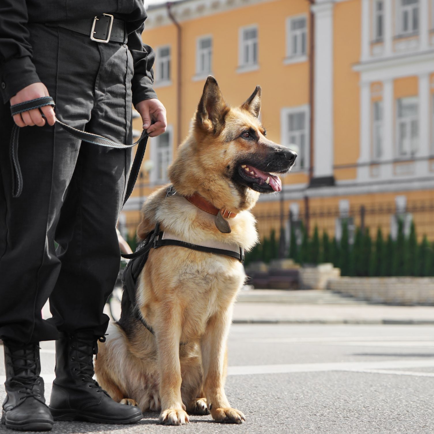 Smart police dog sitting outdoors Smart police dog sitting outdoors