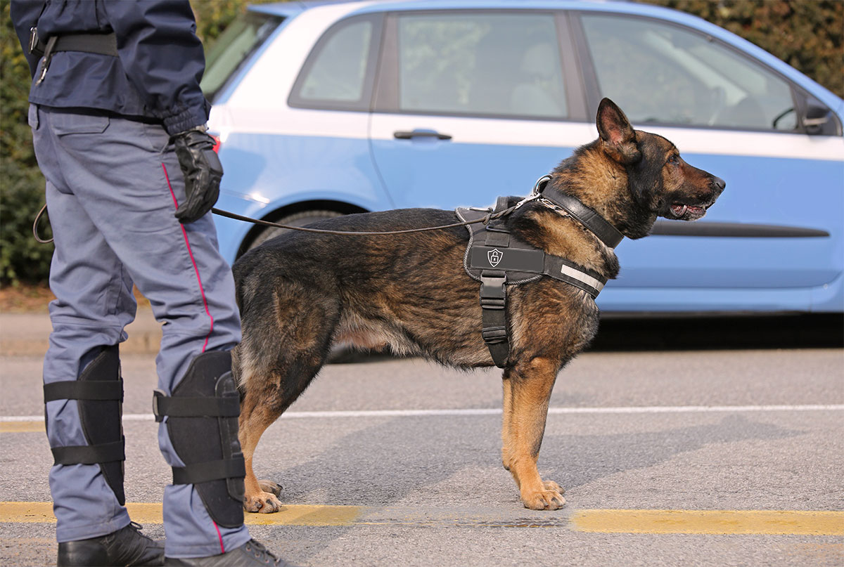 Agent de sécurité avec son chien tenu en laisse sur un parking